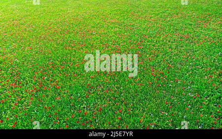 Champ de tulipes de fleurs sauvages, à partir d'en haut. Arrière-plan abstrait naturel Banque D'Images