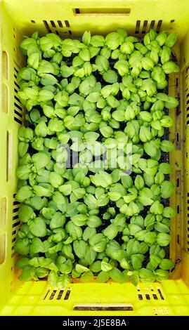 Gros plan de semis de légumes biologiques dans la boîte, vue de dessus en bas. Banque D'Images