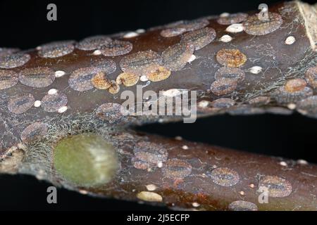 Des insectes de l'échelle (Coccidae) sur un magnolia dans le jardin. Ce sont des ravageurs dangereux de diverses plantes. Communément appelé écailles douces, de cire ou de tortue. Banque D'Images