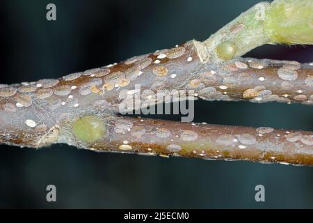 Des insectes de l'échelle (Coccidae) sur un magnolia dans le jardin. Ce sont des ravageurs dangereux de diverses plantes. Communément appelé écailles douces, de cire ou de tortue. Banque D'Images