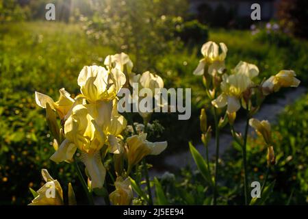 L'iris jaune, Iris pseudocorus, également connu sous le nom de drapeau iris est dans la nature Banque D'Images