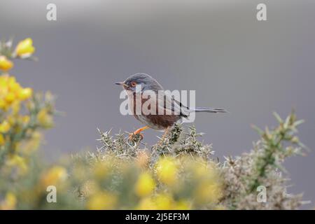 La warbler de Dartford est une warbler typique des régions plus chaudes de l'Europe occidentale et du nord-ouest de l'Afrique. Banque D'Images