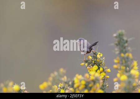 La warbler de Dartford est une warbler typique des régions plus chaudes de l'Europe occidentale et du nord-ouest de l'Afrique. Banque D'Images