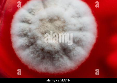 mycélium de champignons dans une boîte de petri sur milieu nutritif de gélose. Banque D'Images