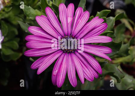 Nairobi, Kenya. 22nd avril 2022. Une plantule de fleur pourpre de Daisy africaine dans une pépinière de fleurs et d'arbres de côté de route le long de la route de Ngong Nairobi. La Journée mondiale de la Terre a été célébrée avec le thème « investir dans notre planète » appelant les entreprises à adopter des pratiques durables pour lutter contre le changement climatique. (Credit image: © Boniface Muthoni/SOPA Images via ZUMA Press Wire) Credit: ZUMA Press, Inc./Alamy Live News Banque D'Images