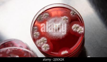 moule dans une boîte de petri. Études microbiologiques en laboratoire. Mycélium et moisissure Banque D'Images