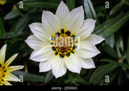 Nairobi, Kenya. 22nd avril 2022. Une plantule de fleurs de Daisy sur un arbre de côté de la route et un lit de pépinière le long de la route de Ngong Nairobi. La Journée mondiale de la Terre a été célébrée avec le thème « investir dans notre planète » appelant les entreprises à adopter des pratiques durables pour lutter contre le changement climatique. (Credit image: © Boniface Muthoni/SOPA Images via ZUMA Press Wire) Credit: ZUMA Press, Inc./Alamy Live News Banque D'Images