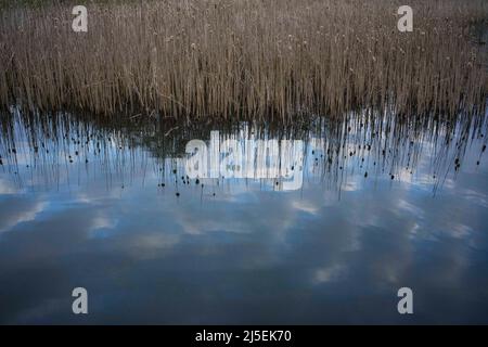 Poznan, Wielkopolska, Pologne. 22nd avril 2022. À la veille de la Journée internationale de la Terre, j'ai fait plusieurs photos de la nature printanière. Dans l'image: Nuages réfléchis dans l'eau. (Credit image: © Dawid Tatarkiewicz/ZUMA Press Wire) Credit: ZUMA Press, Inc./Alamy Live News Banque D'Images