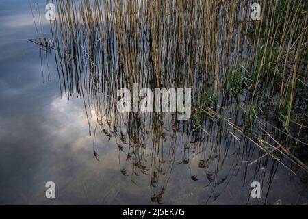 Poznan, Wielkopolska, Pologne. 22nd avril 2022. À la veille de la Journée internationale de la Terre, j'ai fait plusieurs photos de la nature printanière. Sur l'image : roseaux réfléchis. (Credit image: © Dawid Tatarkiewicz/ZUMA Press Wire) Credit: ZUMA Press, Inc./Alamy Live News Banque D'Images