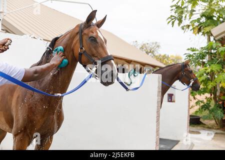 Portrait de cheval en jet d'eau. Douche à cheval à l'écurie Banque D'Images