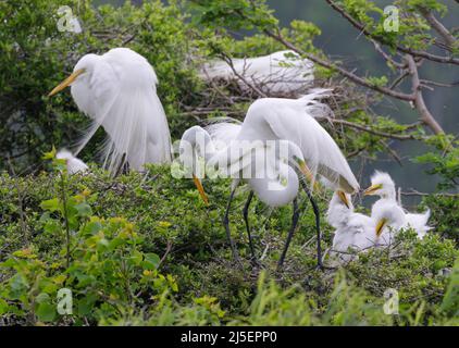 Les grands aigrettes (Ardea alba) près de leurs nids à la rookery, High Island, Texas, USA. Banque D'Images