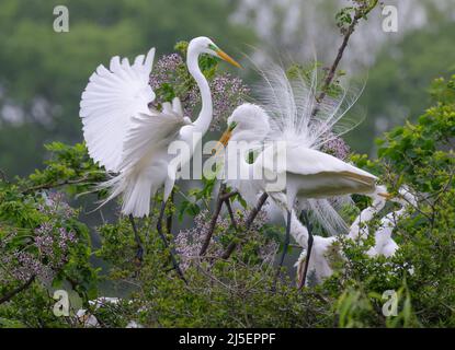 Les grands aigrettes (Ardea alba) près de leurs nids à la rookery, High Island, Texas, USA. Banque D'Images