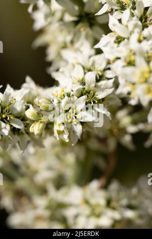 Inflorescence de la panicule racemose à fleurs blanches de Veratrum californicum, Melanthiaceae, plante herbacée vivace indigène dans les montagnes de San Bernardino, été. Banque D'Images