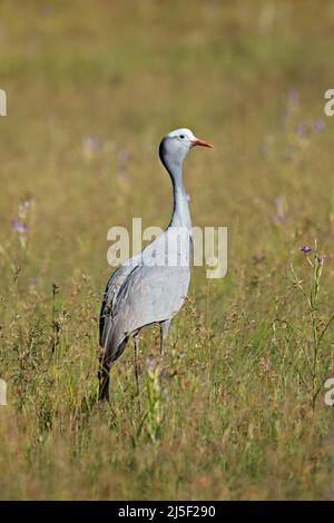 Une grue bleue menacée (Anthropoides paradisea) dans les prairies, en Afrique du Sud Banque D'Images