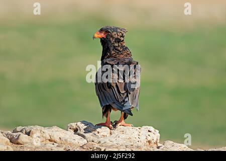 Aigle Bateleur (Terathopius ecaudatus) perché sur un rocher, désert de Kalahari, Afrique du Sud Banque D'Images