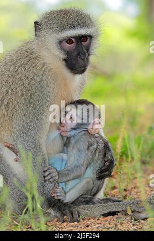 Singe vervet (Cercopithecus aethiops) avec bébé de lait, Parc national Kruger, Afrique du Sud Banque D'Images