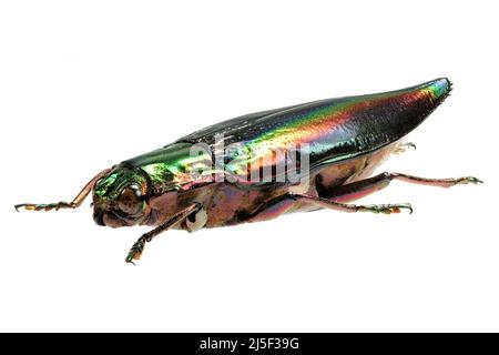 Coléoptère (Cyphogastra javanica) isolé sur fond blanc Banque D'Images