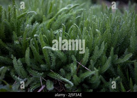 Herbes vertes fraîches, Achillea millefolium commune tiges yarrow vers le haut Banque D'Images