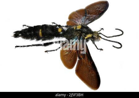 Guêpe scoliïde géante (Megascolia procer javanensis) isolée sur fond blanc Banque D'Images