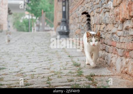 Un chat sans abri marche le long de la chaussée à Alanya. Banque D'Images