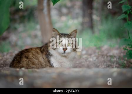 Des chats domestiques doux se promène sur l'herbe dans le parc. Banque D'Images