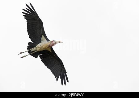 Une cigogne de marabout (Leptoptilos crumenifer) en vol Banque D'Images