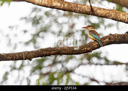 un kingfisher à capuchon brun (Halcyon albiventris) perché sur une branche d'arbre. Banque D'Images