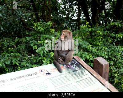 Petit macaque taïwanais assis sur un panneau d'information sur les singes à Yangmingshan, Taipei Banque D'Images