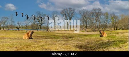 Paysage Eexterveld entre anderen et Eext pendant le printemps avec deux vaches écossaises highlander et un couple de bernaches de vol de Graylag sur fond Banque D'Images