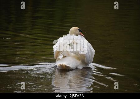 Un cygne muet en posture d'attaque dans un lac de parc à Londres, au Royaume-Uni. Banque D'Images