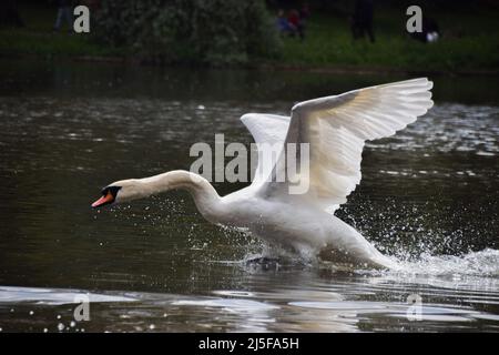 Un cygne muet en posture d'attaque dans un lac de parc à Londres, au Royaume-Uni. Banque D'Images