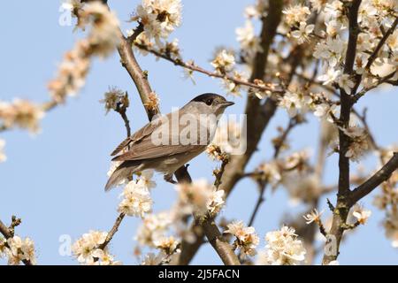 Paruline de Blackcap perchée parmi les fleurs de noir au soleil de printemps. Angleterre, Royaume-Uni. Banque D'Images