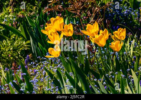 Tulipes jaunes isolées contre la lumière dans une cour avant colorée en Allemagne au printemps Banque D'Images