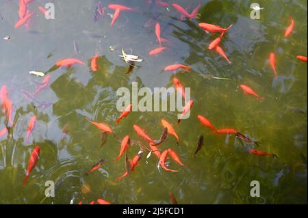 Poissons d'or nageant dans l'étang dans le jardin Guyi à Nanxiang Banque D'Images