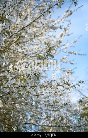 Le Blackthorn ou la sloe (prunus spinosa) s'épanouissent avec le ciel bleu en arrière-plan. Banque D'Images