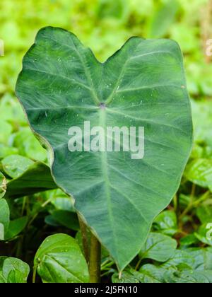 Feuille de la plante de Taro, Colocasia esculenta est une plante tropicale cultivée principalement pour les cormes comestibles. Banque D'Images