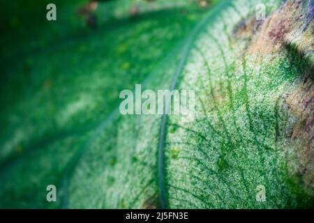 Macro-shot de la plante de la feuille de Taro, Colocasia esculenta est une plante tropicale cultivée principalement pour les cormes comestibles. Veines visibles et membrane. Banque D'Images