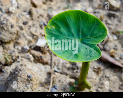 Feuille de la plante de Taro, Colocasia esculenta est une plante tropicale cultivée principalement pour les cormes comestibles. Banque D'Images