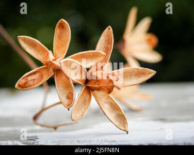 Un gros plan d'une graine de lilas indien séché, une graine sèche ouverte ressemble presque à un artefact. Azadirachta indica, communément appelé neem, nimtree or Banque D'Images