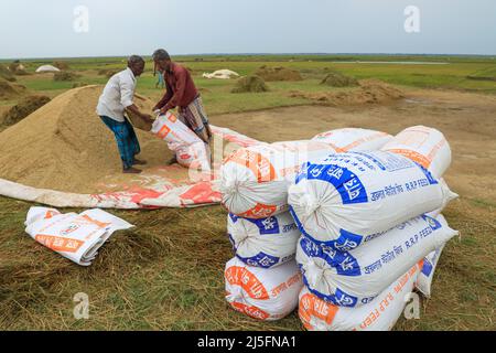 Sunamganj, Bangladesh. 20th avril 2022. Les agriculteurs emballez du paddy après avoir récolté dans un haor. Crédit : SOPA Images Limited/Alamy Live News Banque D'Images