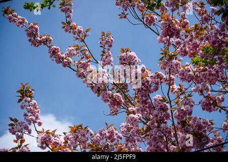 Cerisier rose et blanc (Prunus serrulata) au printemps sous un ciel bleu profond Banque D'Images