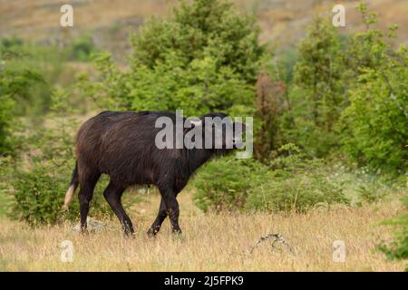 Buffle d'eau domestique - Bubalus arnee, grand mammifère des marécages et des prairies d'Euroasian, Rodope orientale, Bulgarie. Banque D'Images