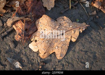 La rosée couvrait la feuille de chêne déchu brun orangé (Quercus robur) au bois du Prieuré dans le Suffolk Banque D'Images