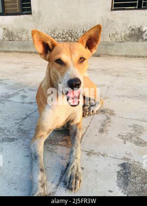 chiens de taudis, chien de bord de route. Ils ont l'air si innocents et ils posent pour mon appareil photo . Ils sont si mignon et inoffensif. Chien errant reposant sur la route. Banque D'Images