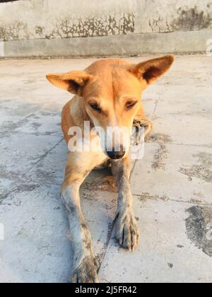 chiens de taudis, chien de bord de route. Ils ont l'air si innocents et ils posent pour mon appareil photo . Ils sont si mignon et inoffensif. Chien errant reposant sur la route. Banque D'Images