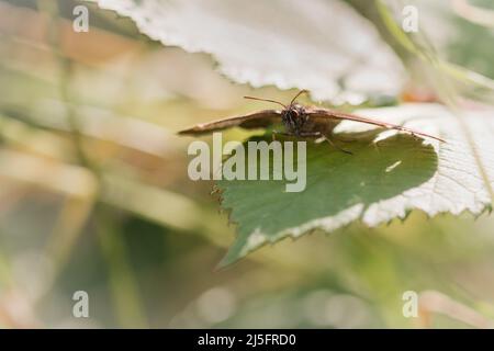 Sur une feuille de brambleleaf dans un sol de déchets se trouve un petit papillon tortoiseshell (Aglais urticae) Banque D'Images