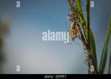 Une araignée (Metellina segmentata) se trouve sur la spire du fenland qui fait sa toile à Wicken Fen à Cambridgeshire Banque D'Images