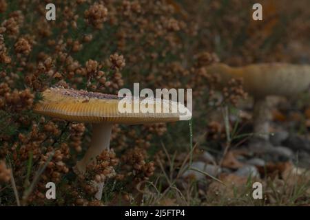 Les grands champignons plats sont sortis du chiné d'automne Banque D'Images