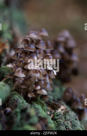 Tours de petits groupes de champignons qui s'élève au-dessus de la sous-croissance de la mousse sur une bûche dans les bois Banque D'Images