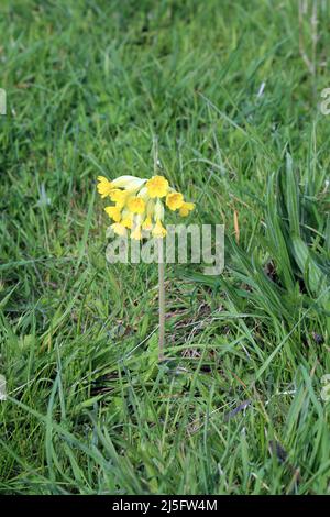 Glissement jaune dans le champ près de Lymbridge Green sur les Kent Downs au-dessus de Stowting, Ashford, Kent, Angleterre, Royaume-Uni Banque D'Images